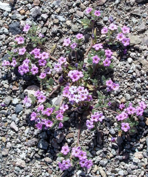 Pink Flowers Purple Mat Nama Demissum Plant Death Valley California — Foto de Stock