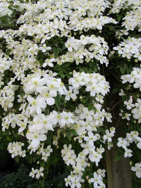 Viña Trepadora Blanca Flores Clematis Con Masas Flores —  Fotos de Stock