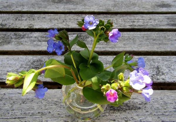 purple and pink tiny flowers of Pulmonaria or lungwort flowers in small glass vase