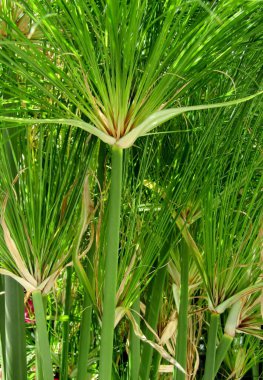 Cyperus papirüsü, Nil otu veya Papyrus dikiş fabrikası