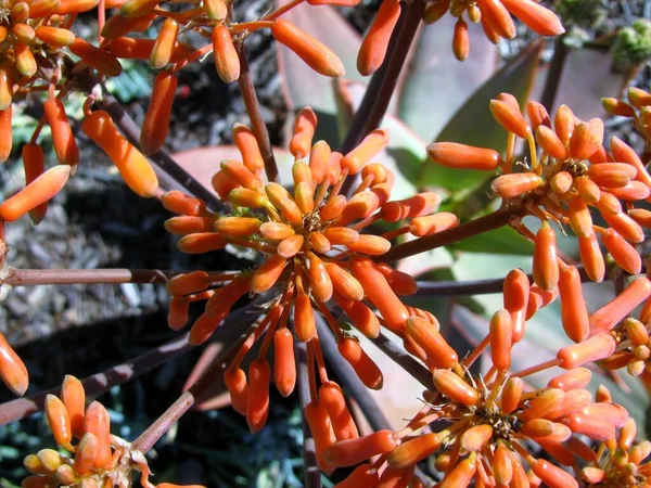 Coral Aloe Aloe Estrías Flores Pequeños Pulgones Verdes Debajo Ellos —  Fotos de Stock
