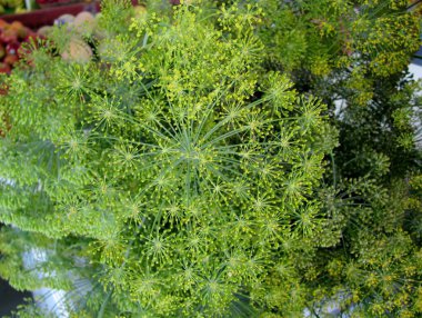 Dill weed or Anethum graveolens plants on farmer market stall clipart