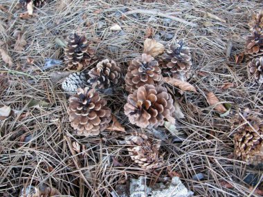 Orman zemininde çam kozalakları, iğneler ve örümcek ağı. BC, Kanada 