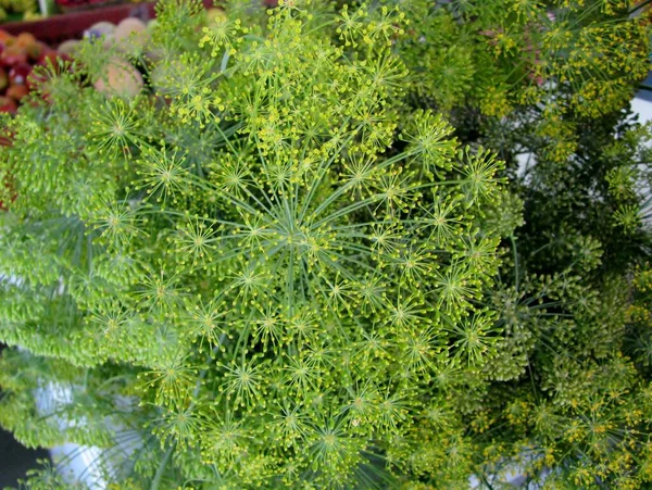 Dill weed or Anethum graveolens plants on farmer market stall