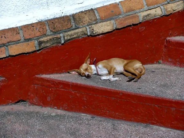 Niedlicher Kleiner Hund Schläft Auf Der Treppe — Stockfoto