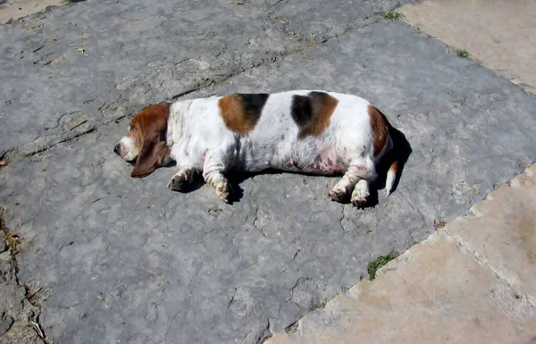 Niedlicher Hund Schläft Auf Steinboden — Stockfoto