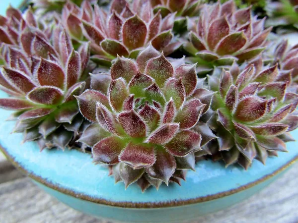 Sempervivum Succulent Houseleeks Plant Ceramic Teal Pot — Stock Photo, Image