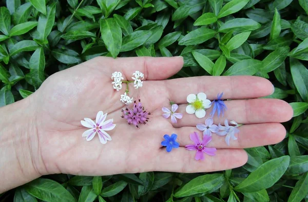 Close Uma Mão Segurando Diferentes Pequenas Flores Coloridas — Fotografia de Stock