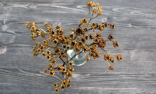 Common Rue Ruta Graveolens Dry Branches Seed Pods Small Glass — Stock Photo, Image