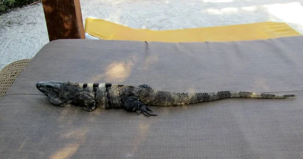 Мексиканська Чорна Піхва Ігуана Відпочиває Великому Пляжному Ліжку Рив Єра — стокове фото
