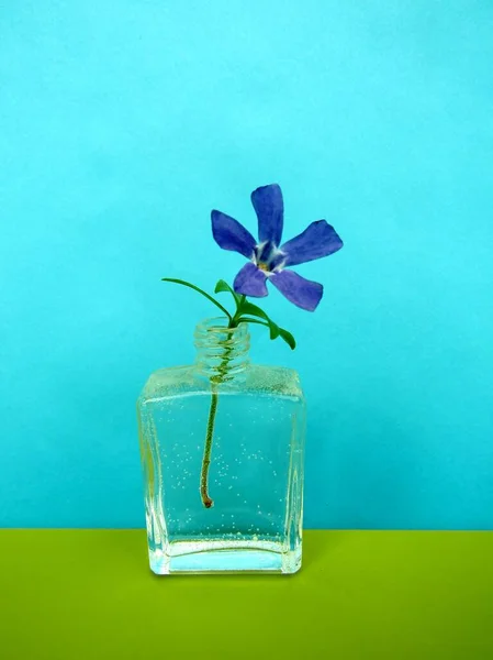 Küçük Mavi Menekşe Vinca Küçük Çiçek Dalı Açık Cam Parfüm — Stok fotoğraf