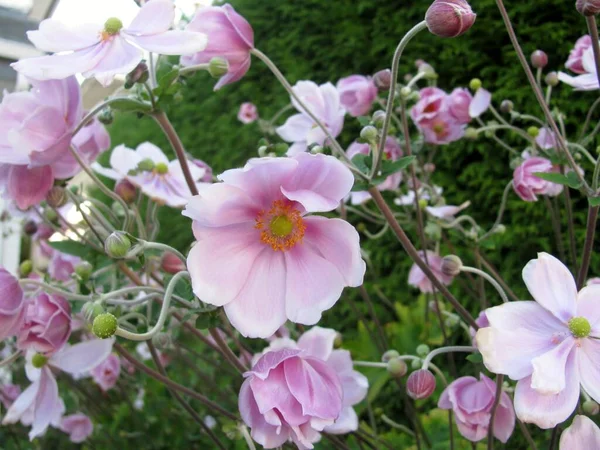 Hermosa Rosa Japonesa Anémona Anémona Hupehensis Flores Jardín —  Fotos de Stock