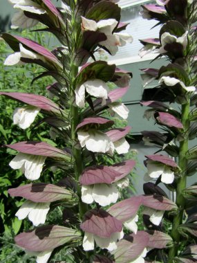 Acanthus çiçeği ya da dikenli ayının ters doğum bitkileri