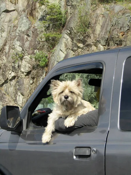 Cão Pequeno Sentado Carro Olhando Para Câmera Fora Janela — Fotografia de Stock
