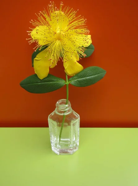 Hypericum Calycinum John Wort Yellow Rose Sharon Bush Flower Glass — Stock Photo, Image