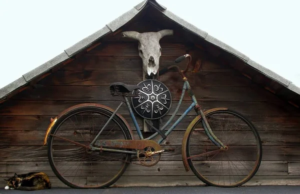 Sleeping cat, cow skull, knight shield and rusty bicycle on the roof