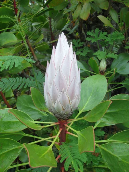 King Protea Flower Bud Close —  Fotos de Stock