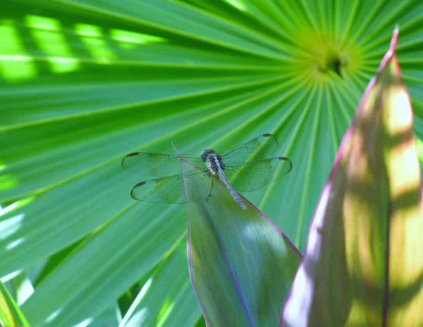 Dragonfly Sitting Tip Plant Leaf Green Fan Palm — Stock Photo, Image