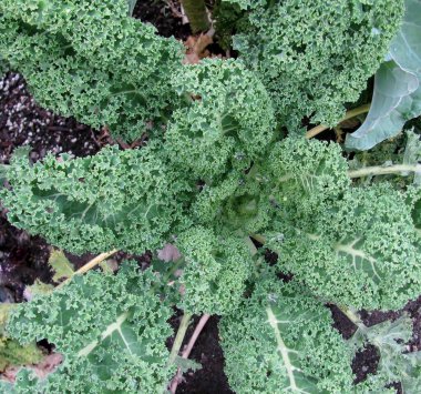 Dalgalı yeşil lahana sebze bahçesinde yetişiyor.