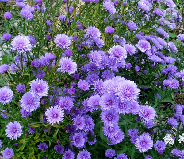 Flores Otoño Púrpura Jardín Otoño — Foto de Stock