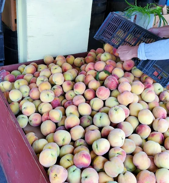 Человек Наполняет Коробку Фруктами Свежими Персиками Keremeos Okanagan Valley Британская — стоковое фото