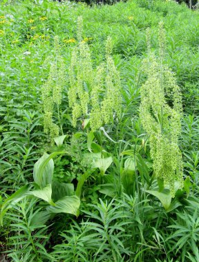 Yeşil Kızılderili ya da sahte karabatak çiçekleri. Kanada 'nın başkenti British Columbia' da bulunan Sun Peaks köyündeki Tod Dağı 'nın yüksek dağlık çayırları..