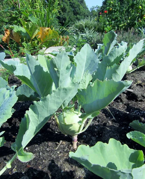 Kohlrabi Cabbage German Turnip Plant Growing Organic Community Garden Steveston — Stock Photo, Image