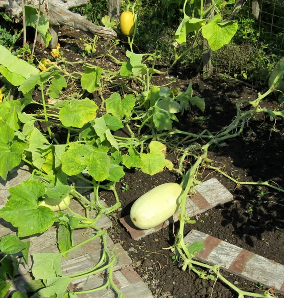 Plantas Calabaza Creciendo Jardín Fruta Colocada Tableros Madera Para Evitar Imagen De Stock