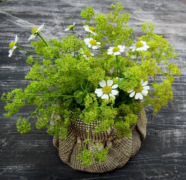 Alemão Camomila Margarida Jardim Senhora Manto Buquê Flores Vaso Saco — Fotografia de Stock