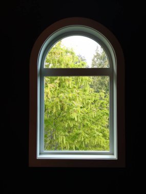 View from the window of a bigleaf maple tree with young green leaves. Sooke, Vancouver Island, BC, Canada