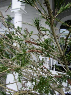 Sooke, Vancouver Adası, BC, Kanada 'da tohumlu kırmızı şişe fırçası ya da Callistemon sitrinus dalları