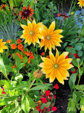 Bahçede sarı, turuncu ve kapuçino konfiçekleri ve nasturtiyum çiçekleri.