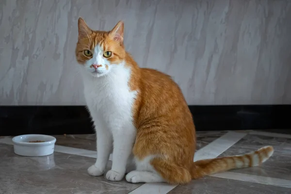 Gato doméstico rojo en el tazón esperando comida —  Fotos de Stock