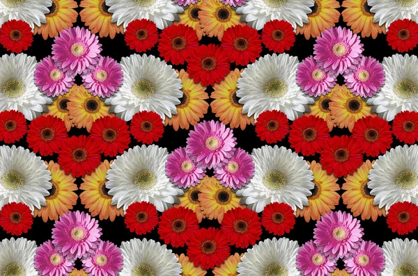 Group colored flowers large daisies on a black background — Stock Photo, Image