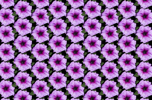 Zwarte achtergrond bedekt met bonte paarse petunia — Stockfoto
