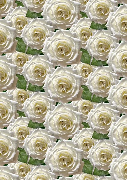 Černé pozadí s velkými bílými růžemi — Stock fotografie