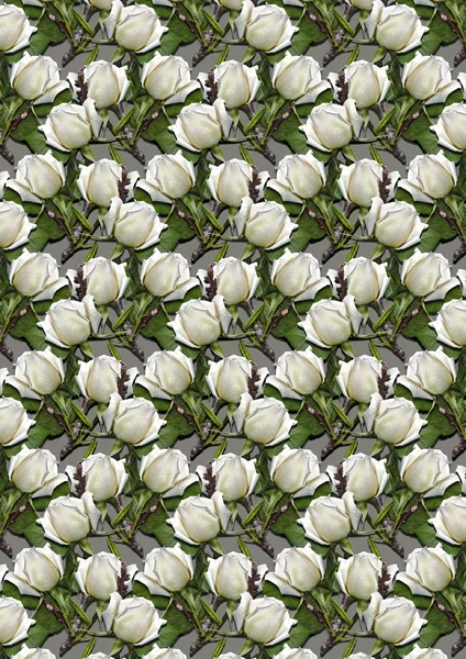 Gray seamless background of buds white roses — Stock Photo, Image