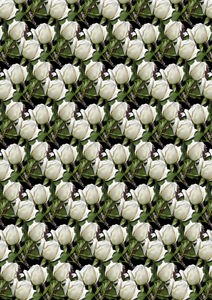 Fond noir sans couture de bourgeons roses blanches — Photo