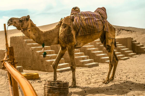 フェンスに結ばれたラクダは イランのヤズド市近くの砂漠を通って乗るのを待っているので 石段のそばに立っています — ストック写真