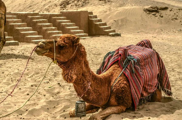 Camel Lying Stone Staircase Waiting New Walks Rests Sand Desert — 图库照片