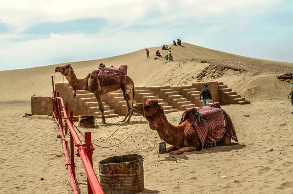 Yazd Deserto Irã Fevereiro 2021 Animais Cansados Descansam Camelo Permanece — Fotografia de Stock