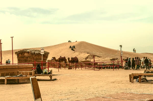 Yazd Desert Iran February 2021 Camels Rest People Stand Line — Stock fotografie