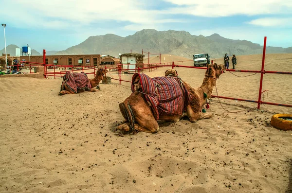 이란의 Yazd Desert 2021 사파리 클럽의 낙타가 방목장에 여성들이 기다리고 — 스톡 사진