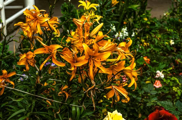 Velká Kytice Velkých Oranžových Lilií Přivázaná Provazem Plotu Květinovém Záhonu — Stock fotografie