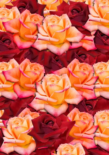 Achtergrond van de verspreide willekeurig, gele en rode rozen — Stockfoto