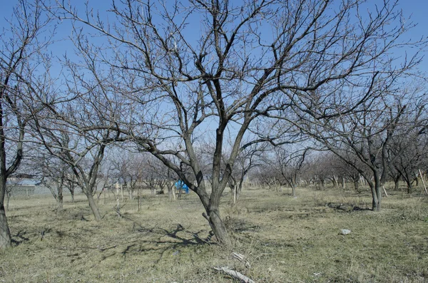 Abricots au début du printemps — Photo