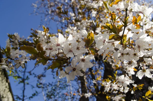 Branch flowering plum against the blue sky — Stock Photo, Image