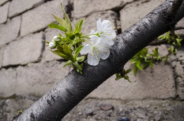 First flowers and leaves on  white cherry — Stock Photo, Image