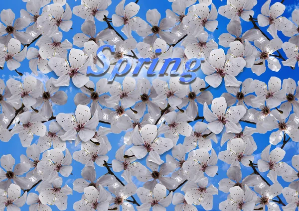 A ameixa branca floresce contra o céu azul — Fotografia de Stock