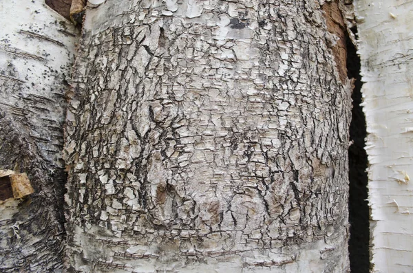 Dried logs of birch tree — Stock Photo, Image